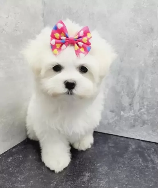 Bichon maltesse albi 2 luni
