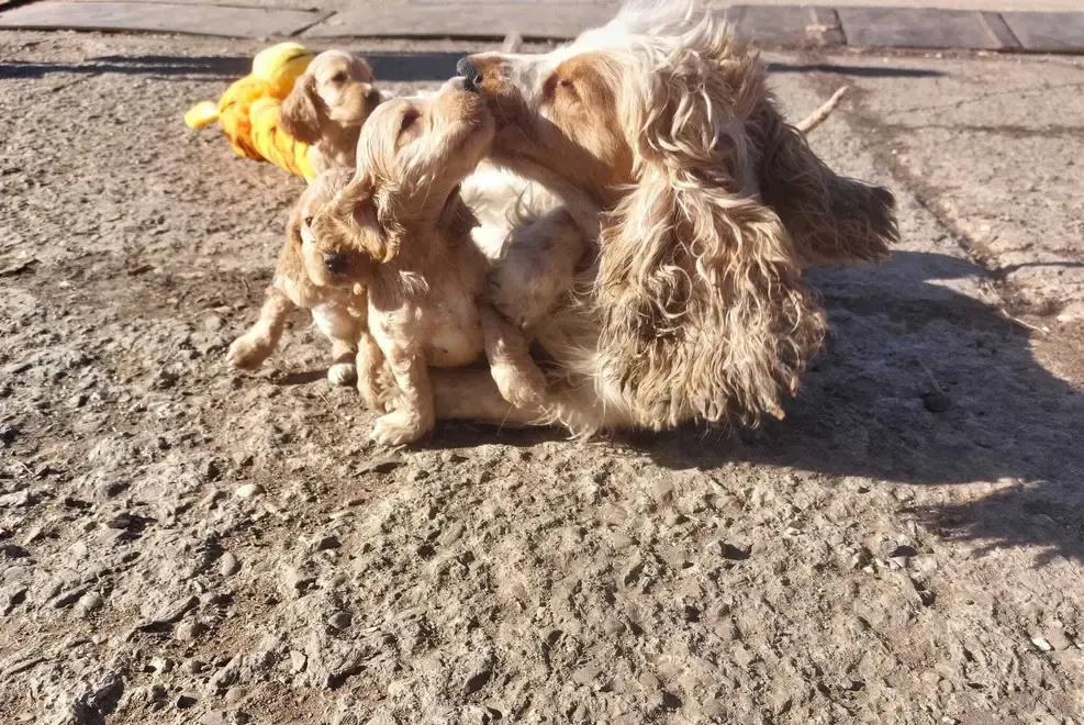 pui Cocker Spaniel baieti si fete 2 luni