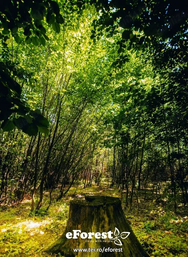 Crevedia teren la padure acces la sosea DN1A cartier premium