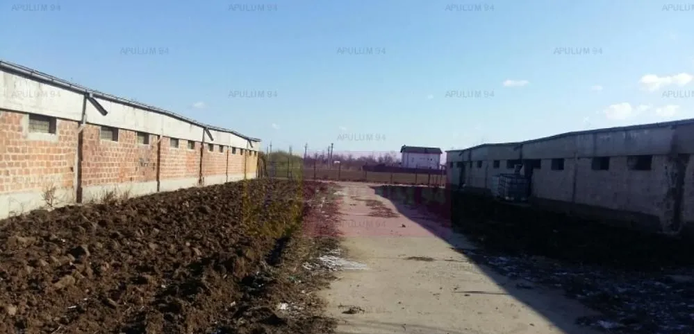 Teren Balotesti Saftica