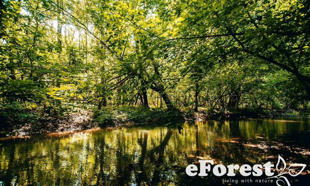 Crevedia teren in cartier rezidential eForest acces DN1A Crevedia