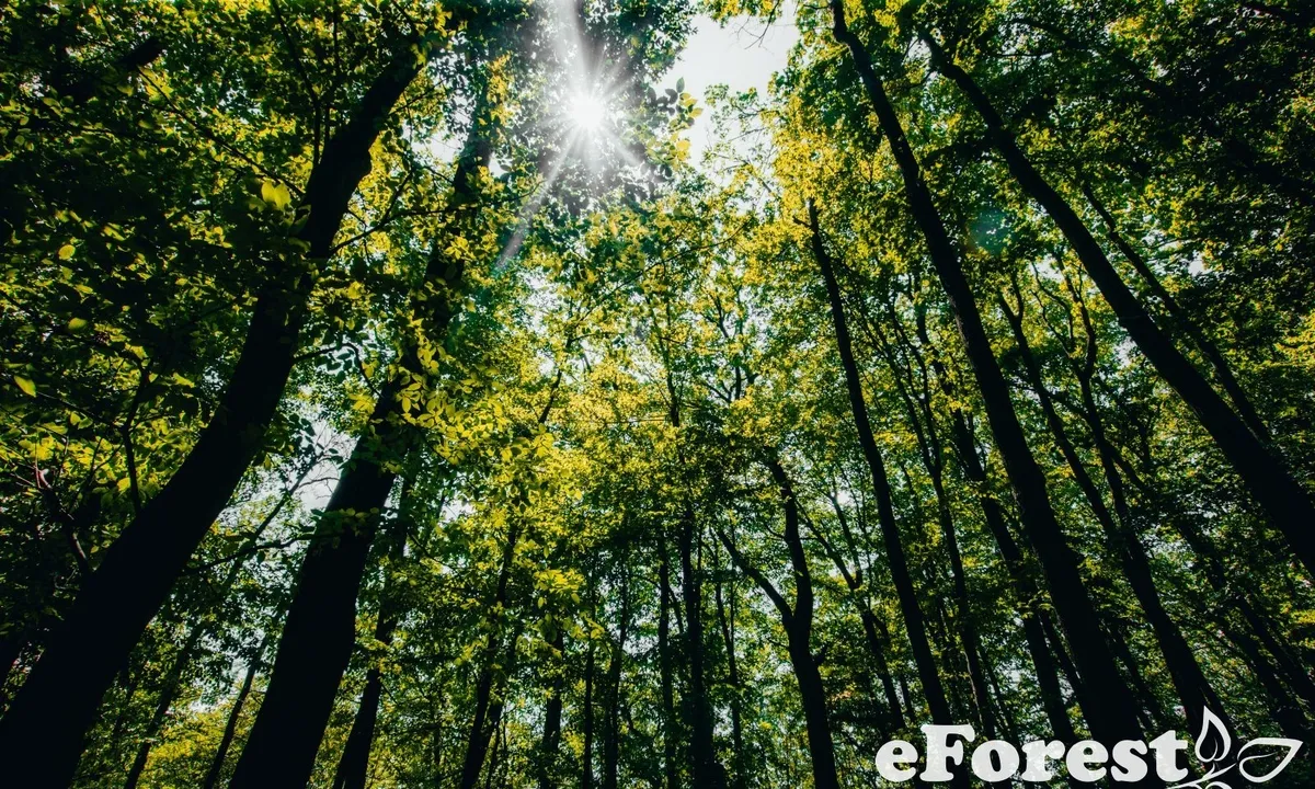 Crevedia teren in cartier rezidential eForest acces DN1A Crevedia