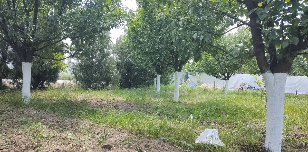 Cascioarele Ulmi jud Giurgiu teren 1 200 mp casuta de gradina si anexe