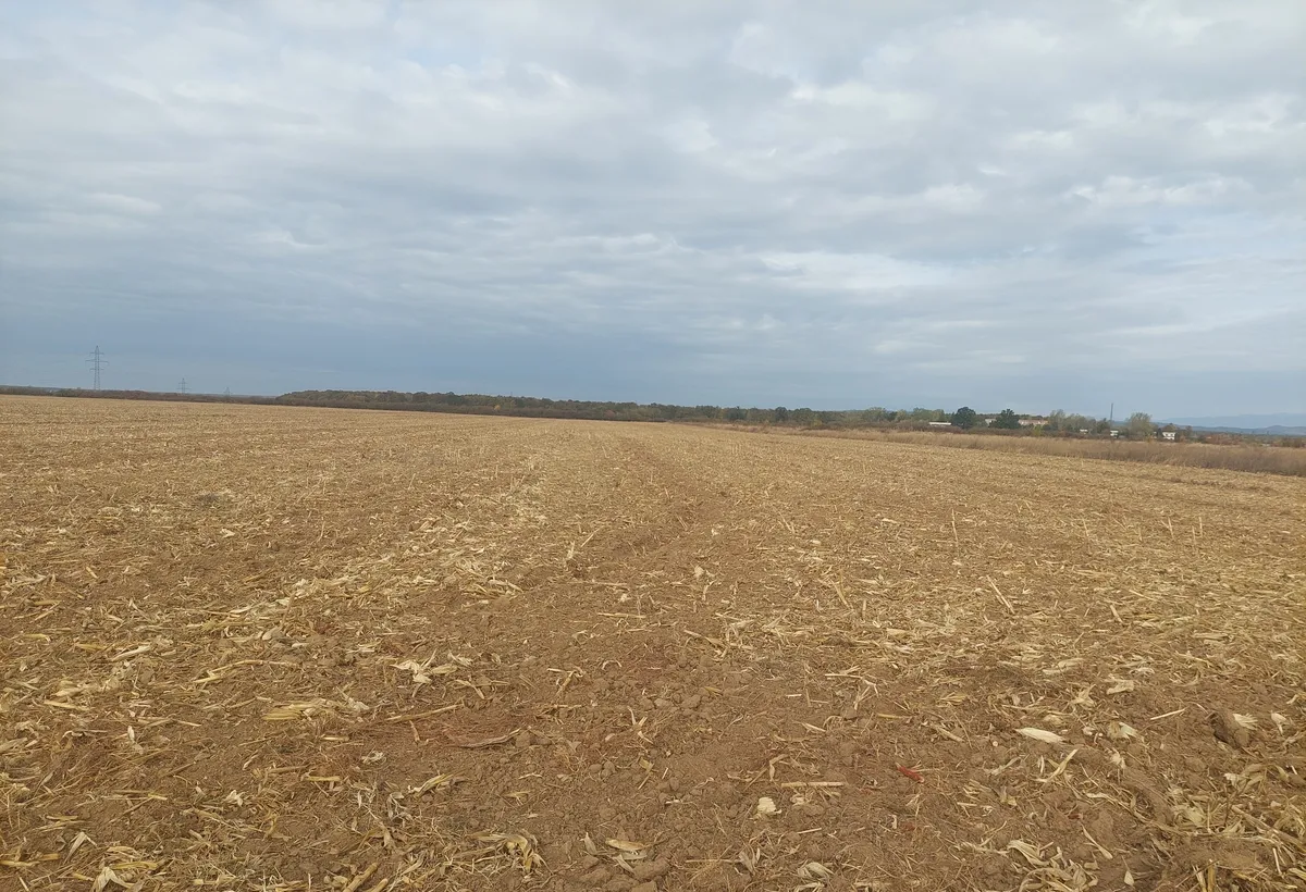 Dumbrava com Ulmi Targoviste