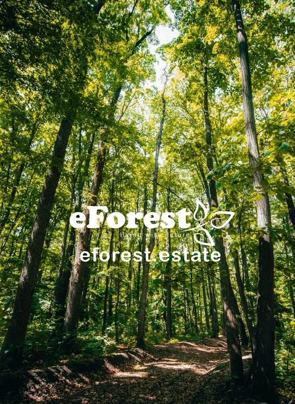 Crevedia teren cu deschidere la padure si acces sosea DN1A in cartier nou