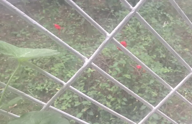 Brancoveanu ap 2 camere mobilat parter inalt/4 particular