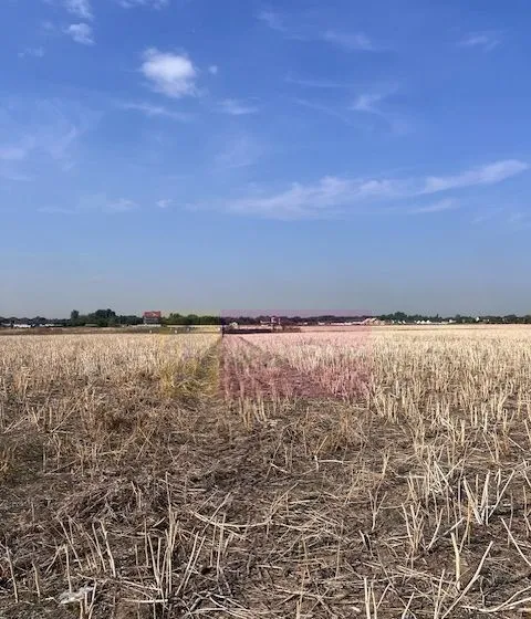Teren Domnesti strada Ciocarliei