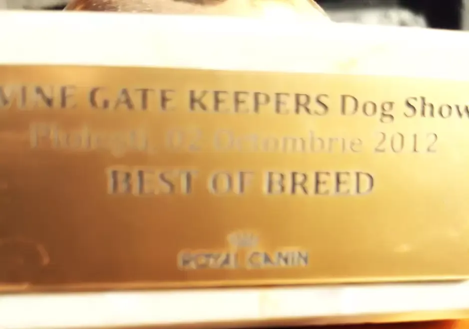 Trofee concursuri internatinale canine