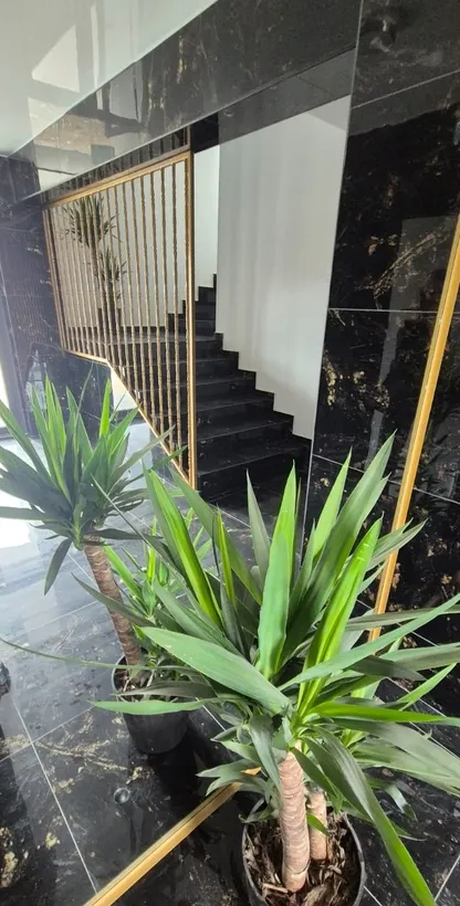 Theodor Pallady Parcul Teilor Nicolae Teclu Titan