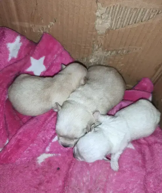 Vand catei chihuahua