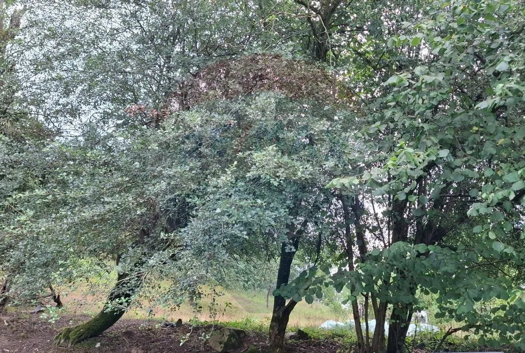 Teren 2877 mp cu casa batraneasca de vanzare bogda