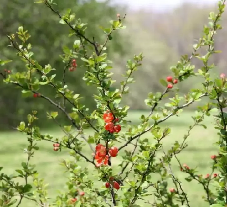 Gutui japonez 10 5 gratis