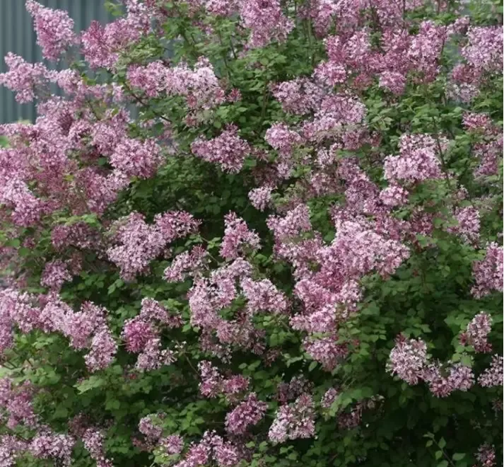 Liliac parfumat rosu si mov-10 5 gratis