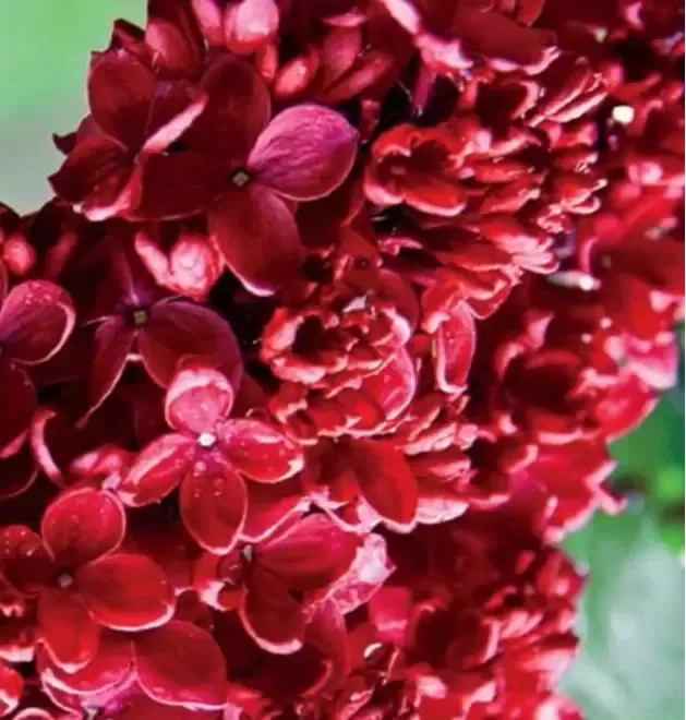 Liliac parfumat rosu si mov-10 5 gratis