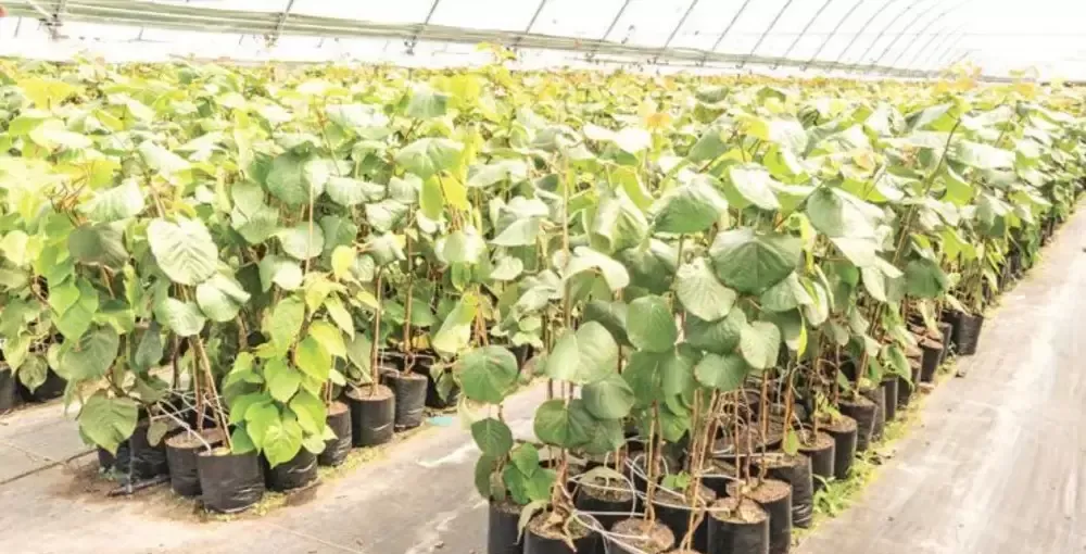 Kiwi Jenny soi autopolenizator 10 5 gratis 2