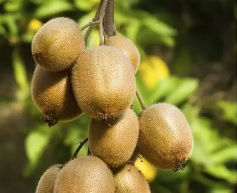 Kiwi Jenny soi autopolenizator 10 5 gratis 2