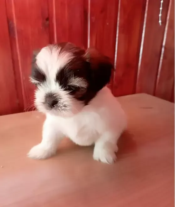 Shih tzu de vanzare