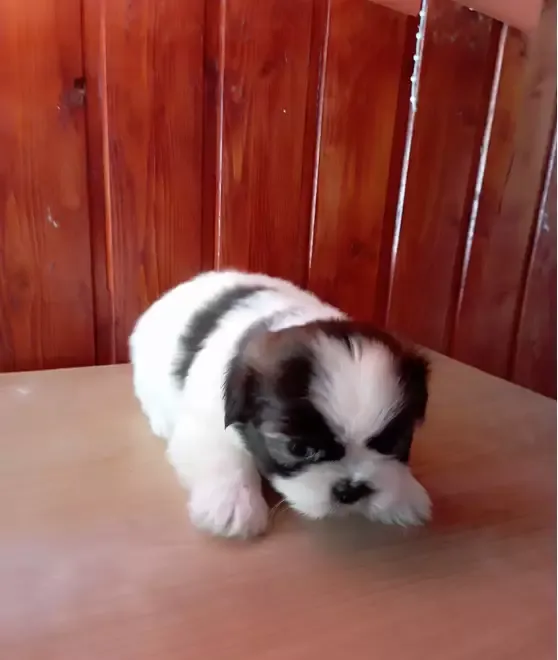 Shih tzu de vanzare
