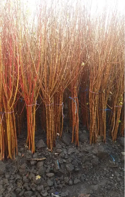 Pomi fructiferi certificati