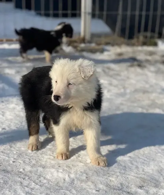 Border collie