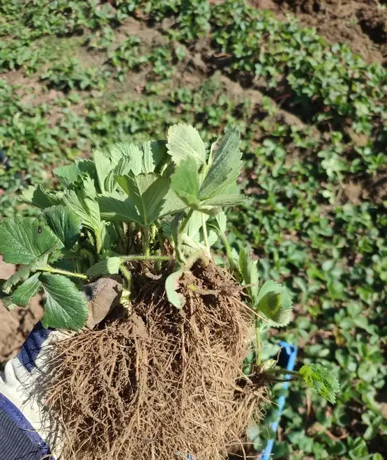 Vand stoloni capsuni