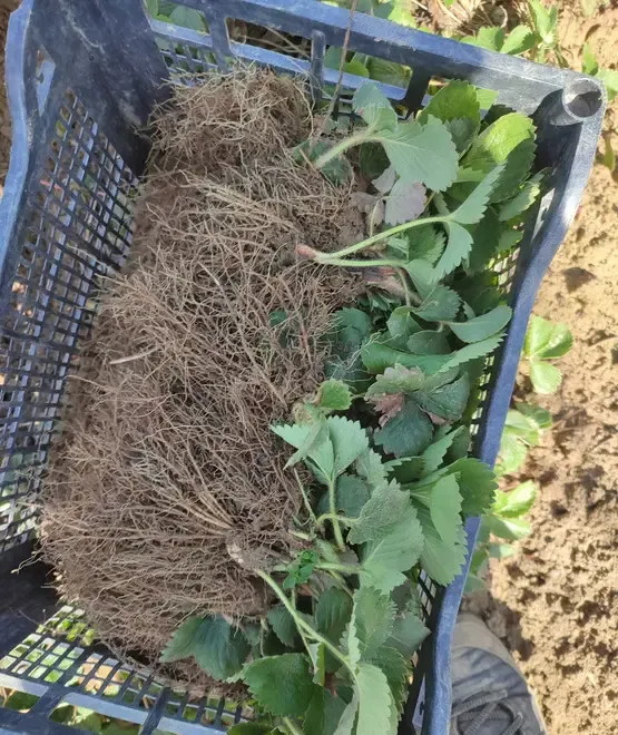 Vand stoloni capsuni