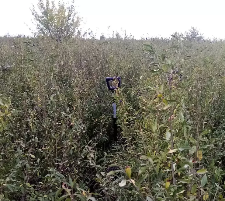 Lemn cainesc pentru gard viu