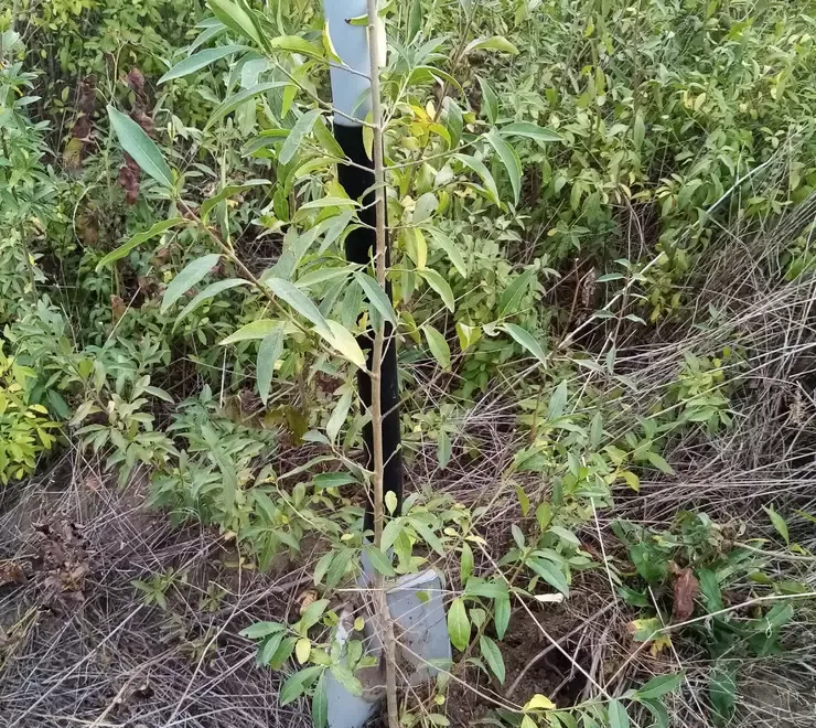 Lemn cainesc pentru gard viu