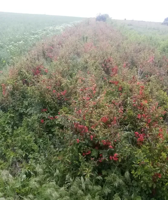 Gutui japonez ca tufe ornamentale