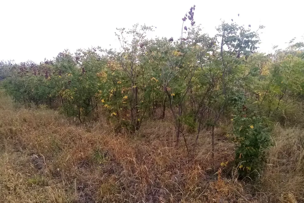 Otetar galben ca arbore ornamental