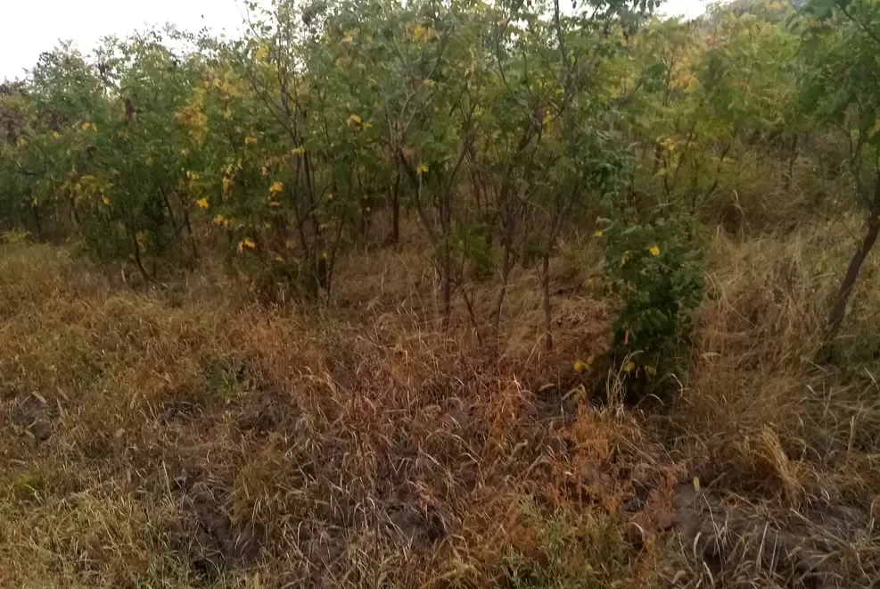 Otetar galben ca arbore ornamental