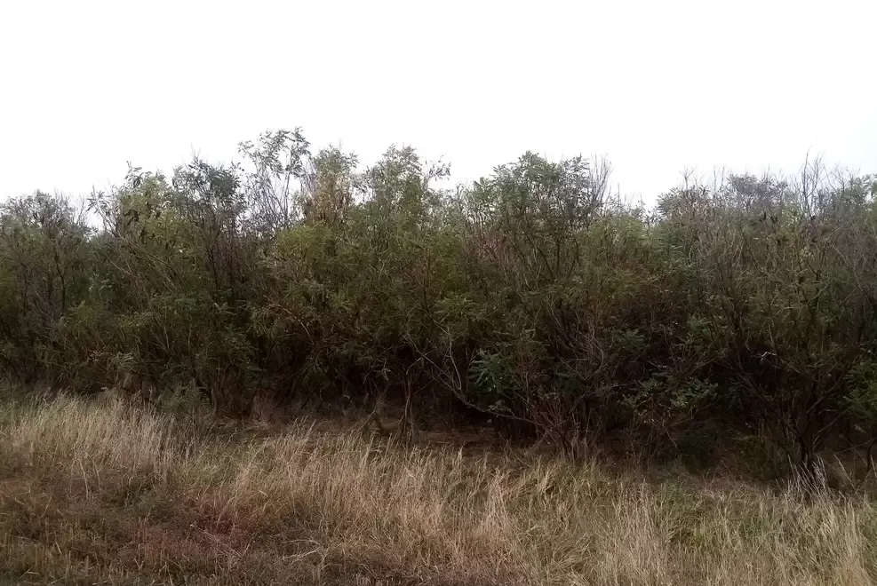 Salcam mic pentru terenuri degradate si pante