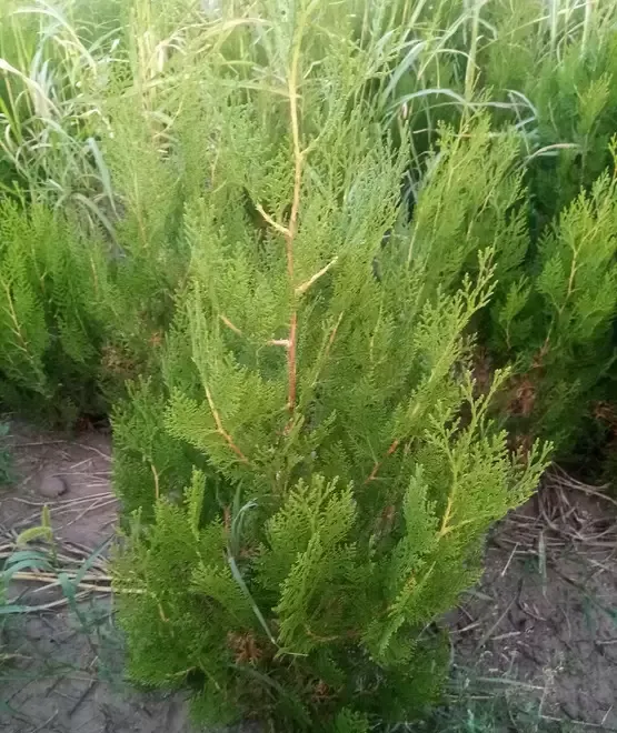 Tuia ca gard viu sau ca arbori ornamentali