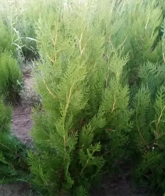 Tuia ca gard viu sau ca arbori ornamentali