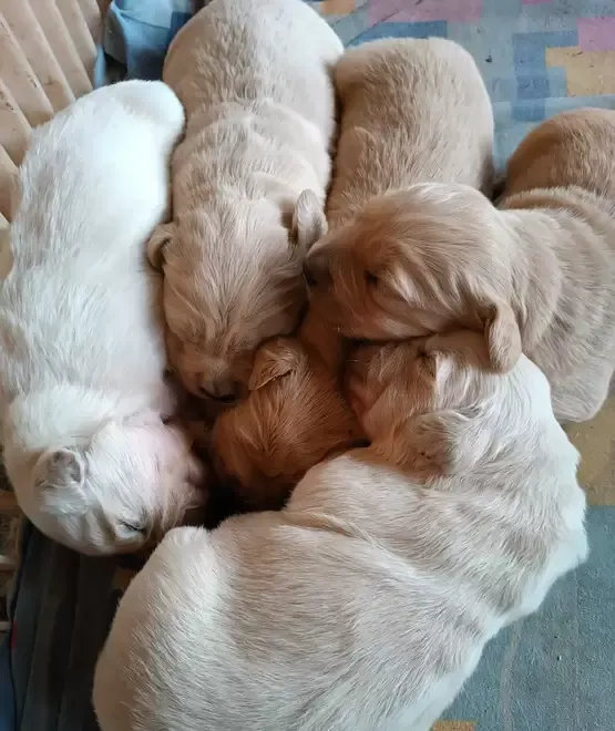 Pui Golden Retriever