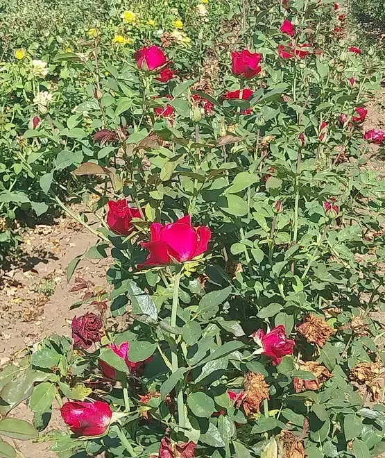 Butasi de trandafiri