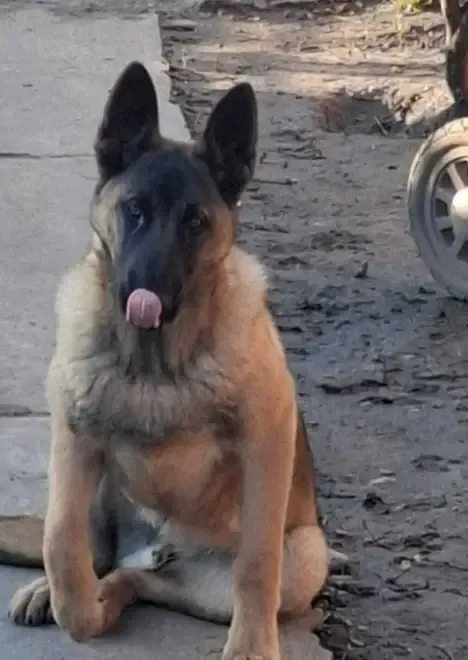 Ciobanesc belgian malinois