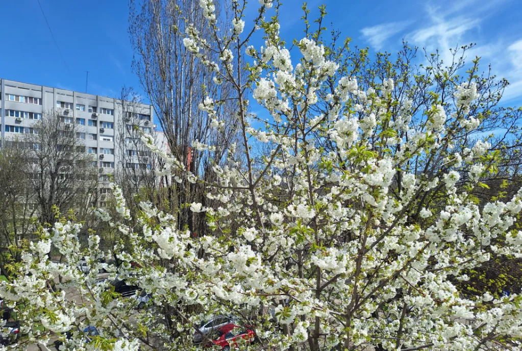 Apartament luminos si renovat 2 camere Pajura prima inchi