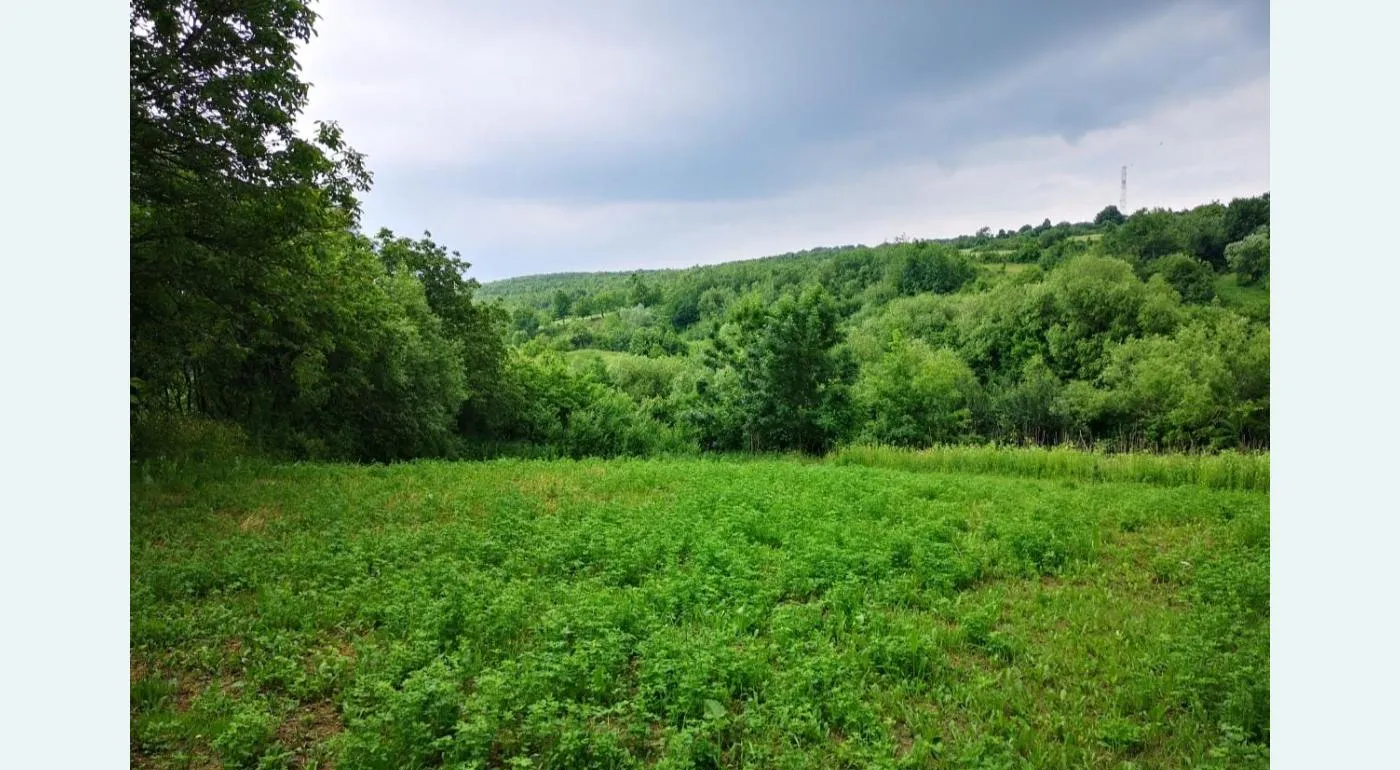 Teren intravilan 2980 mp - Persoana fizica