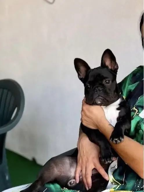 Vand Bulldog Francez