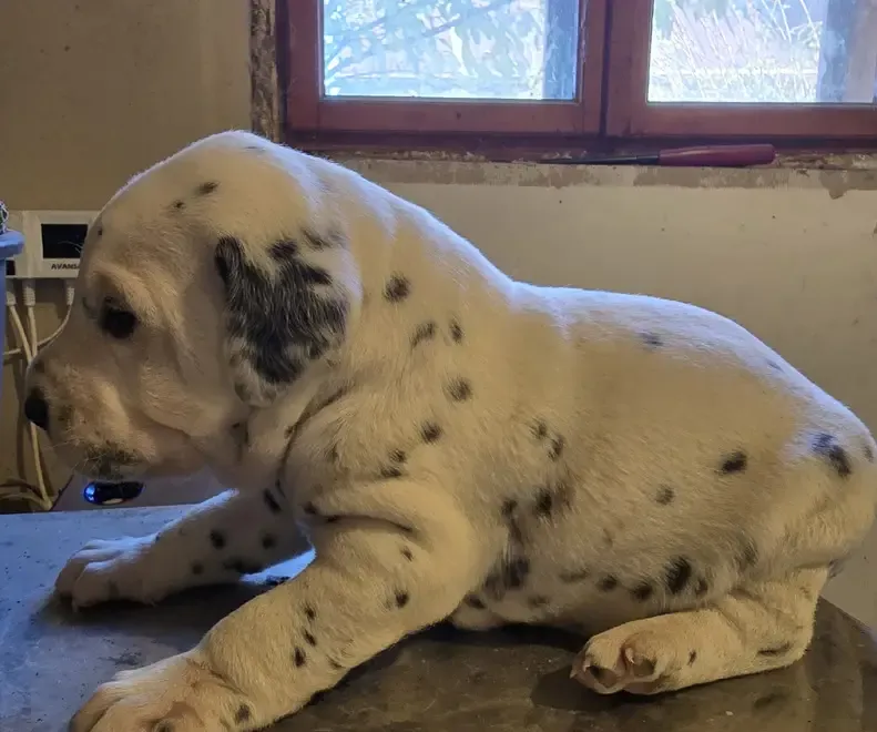 Dalmatieni catei