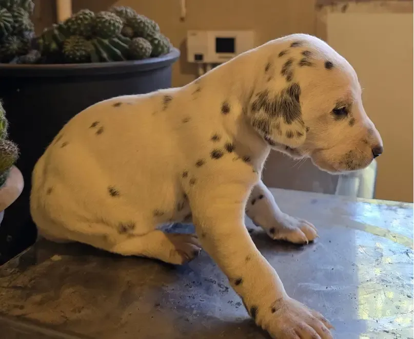 Dalmatieni catei