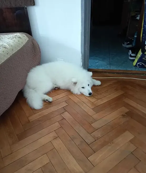 Samoyed 5 luni
