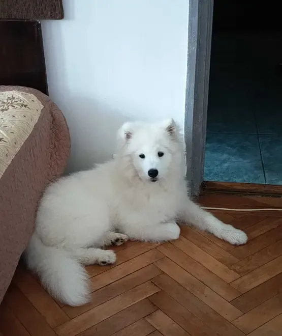 Samoyed 5 luni