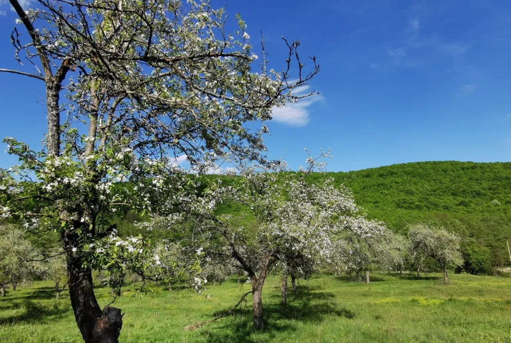 Teren de Vanzare Budeasa Mica - Potrivit pentru Casa