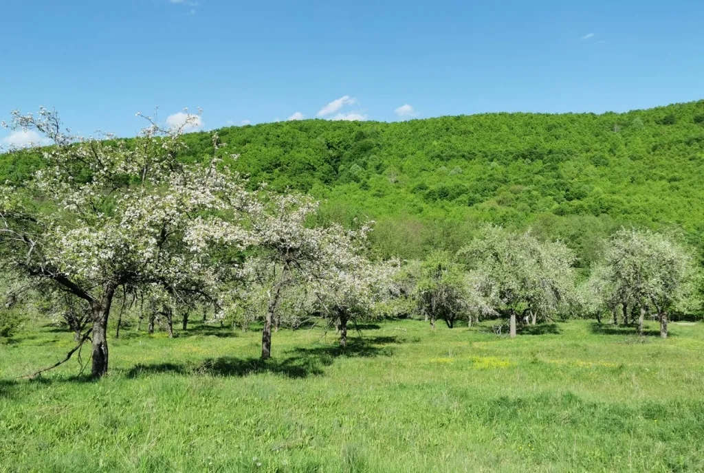 Teren de Vanzare Budeasa Mica - Potrivit pentru Casa
