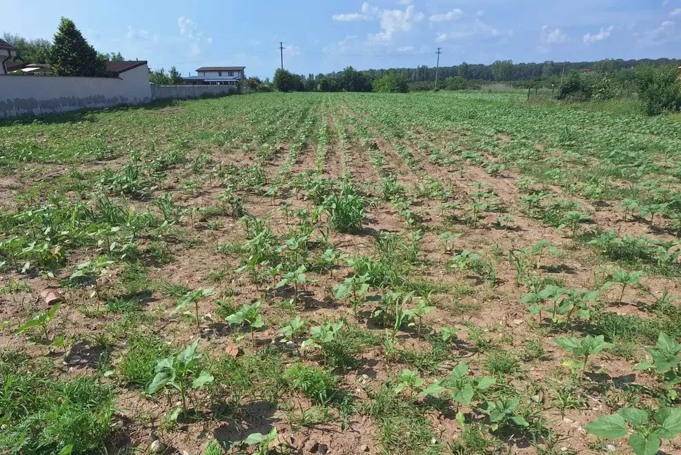 Izvorani Ilfov - teren intravilan 3100 mp - 155 000 euro
