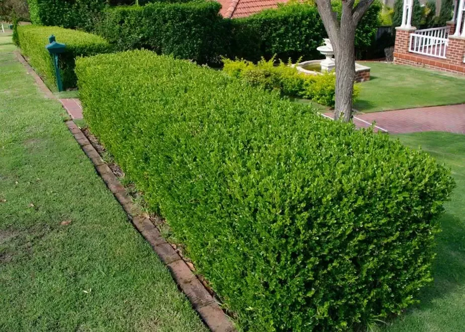 Butasi Buxus