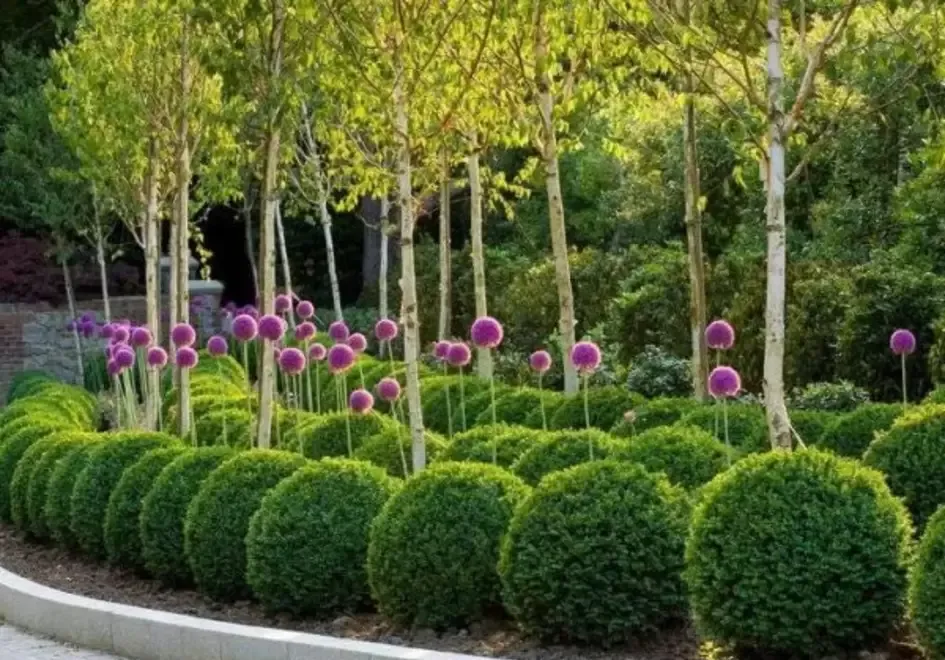 Butasi Buxus