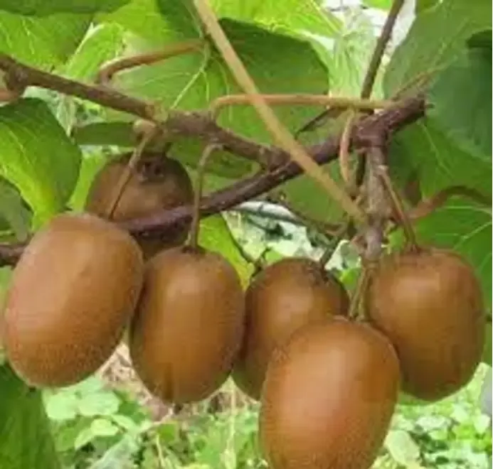 Kiwi Jenny Actinidia Delicioasa